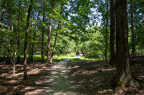 Skinner-s-Run-WC-photo-of-mountain-biking-trail-in-WC.png