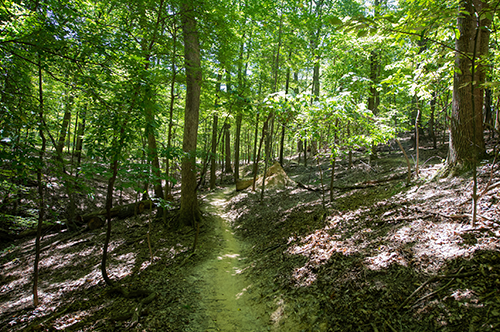 Wight-Oaks-Loop-photo-is-of-diffferent-mountain-biking.png