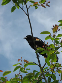 Red Winged Blackbird