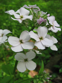 Dame's Rocket Flower