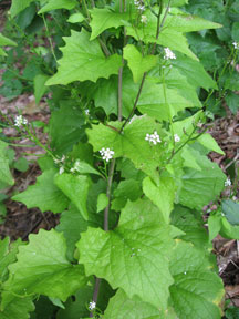 Garlic Mustard Plant