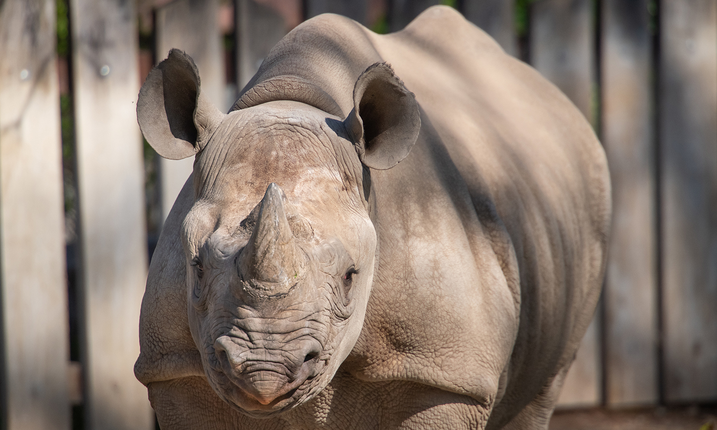 Cleveland Metroparks Zoo Veterinary Externship