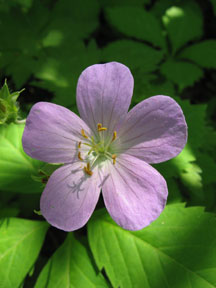 Wild Geranium Flower