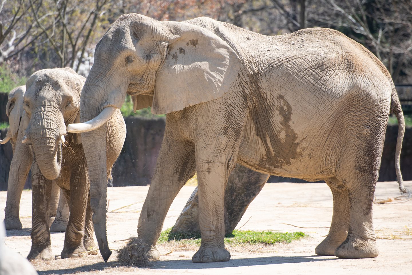 Cleveland Metroparks Zoo Announces Significant Passing and Birth