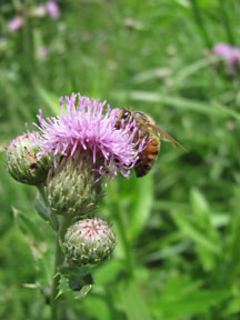 Honey bee on Canada Thistle