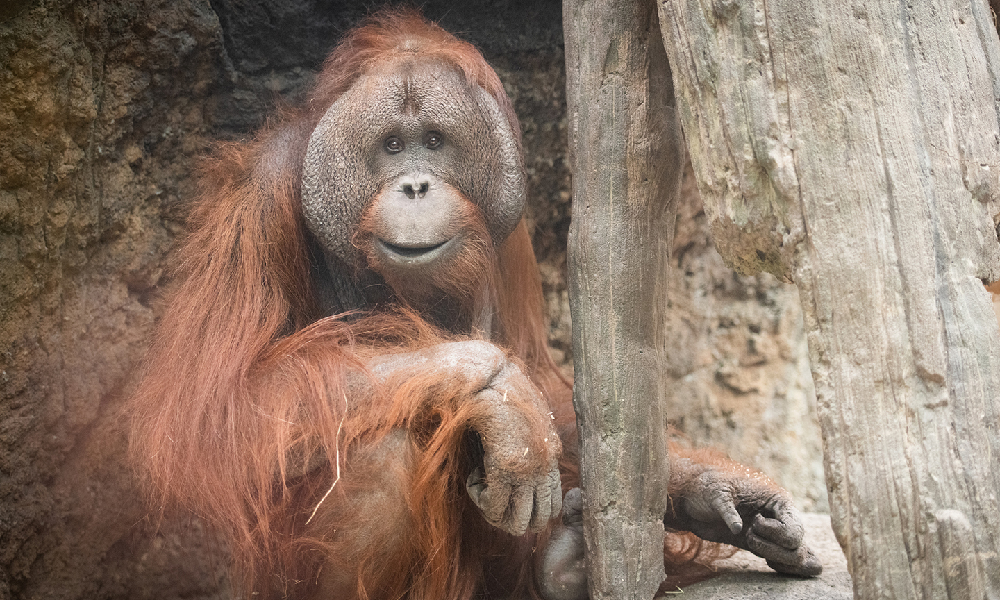 Cleveland Metroparks Zoo Veterinary Technician Externship