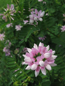 Crown Vetch flower