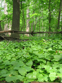 Lesser Celandine Covering the forest floor