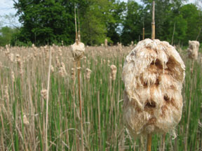 Narrow-leaved cattail