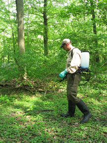 Spraying herbicide on Lesser Celandine