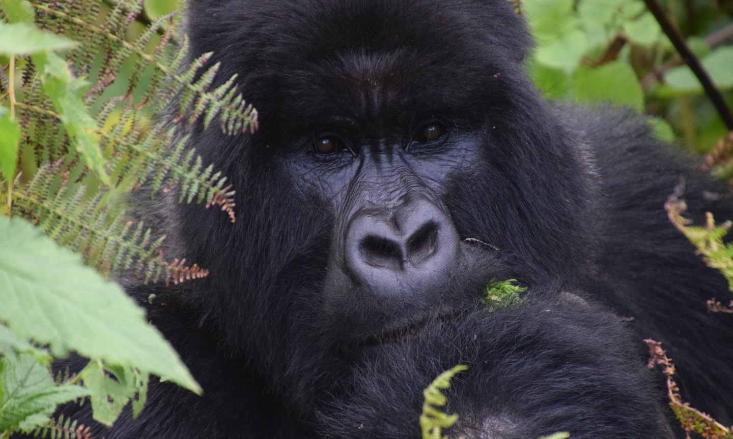 Gorillas on the Line