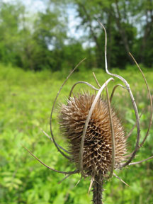 Teasel plant