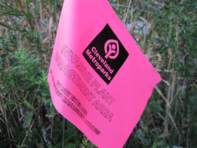 Pink Invasive Plant Flag